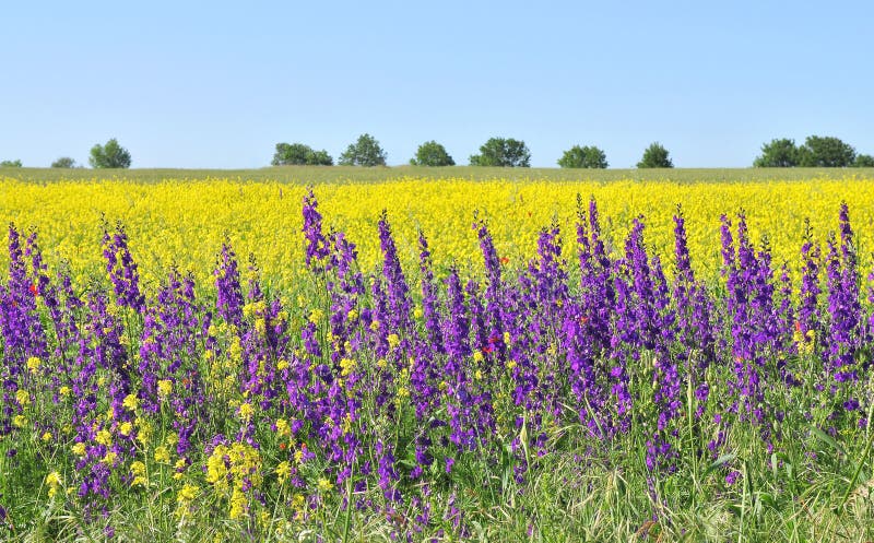 Summer fields