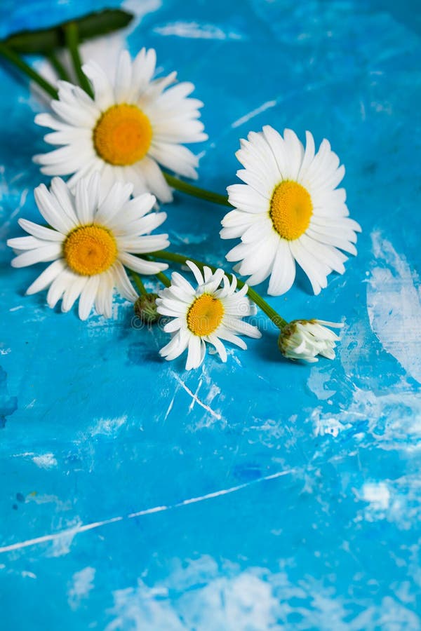 Summer Floral card with chamomile flower over blue vintage paint