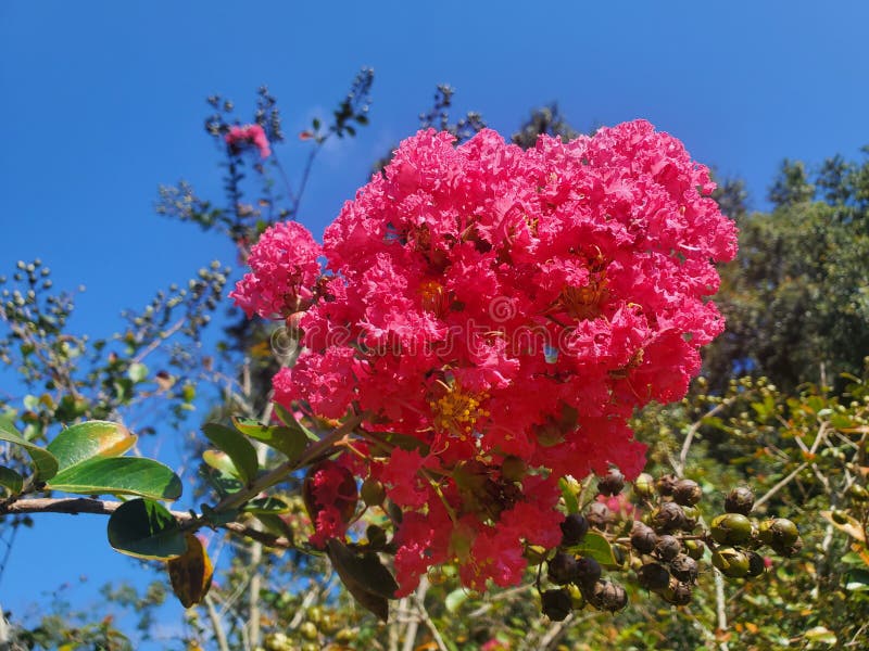 Summer florida flower stock image. Image of blossom 229205957