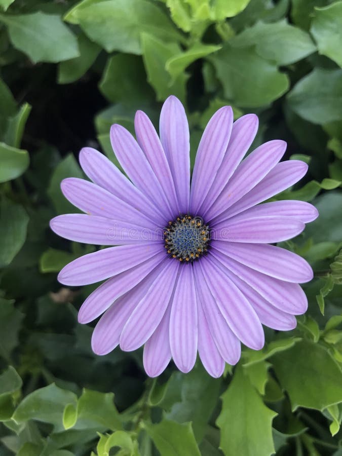 Summer flower Cape daisy stock images