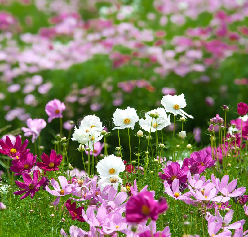 Summer flower garden royalty free stock images