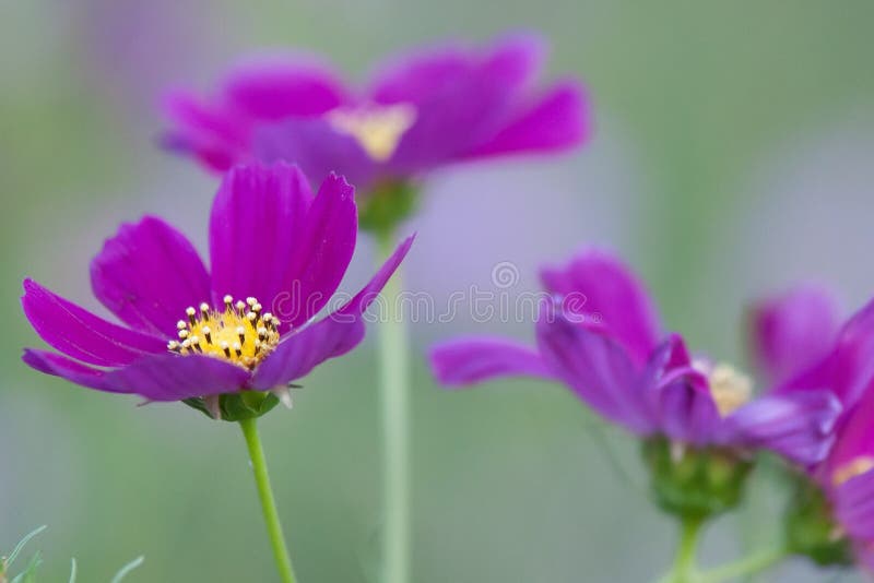 Summer flowers