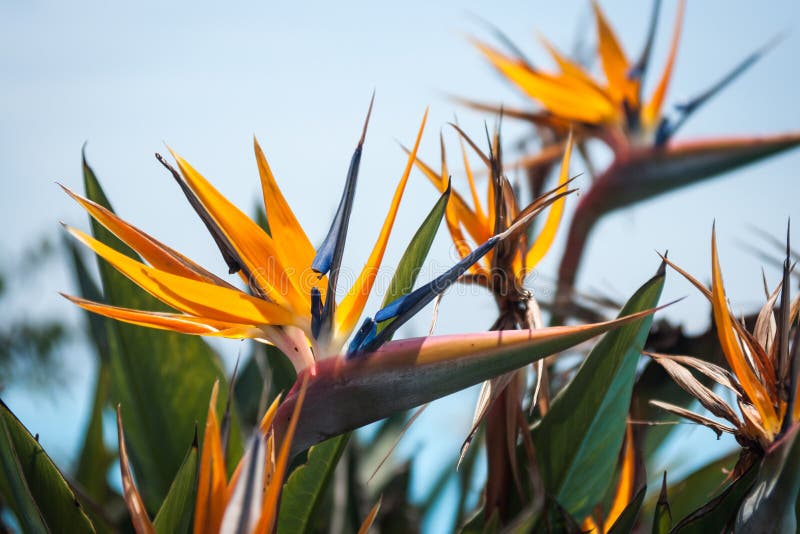 Summer Flowers, Andalusia, Spain Stock Photo Image of andalucia