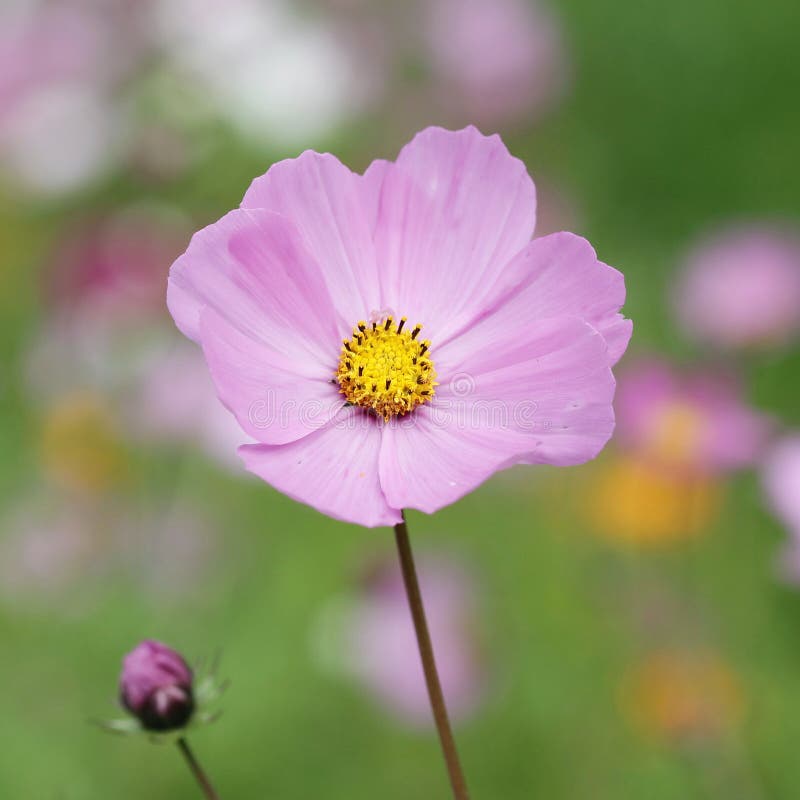Summer flowers background stock image. Image of grass 43098175
