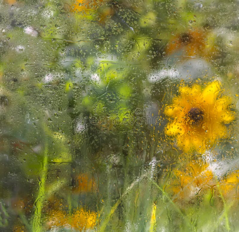 Summer Flowers Behind the Wet Glass with Rain Drops Stock Image - Image ...