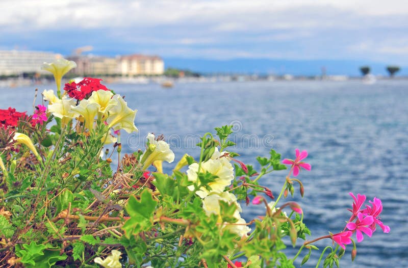Flowers in swiss Alps stock image. Image of bodies, water 31980119