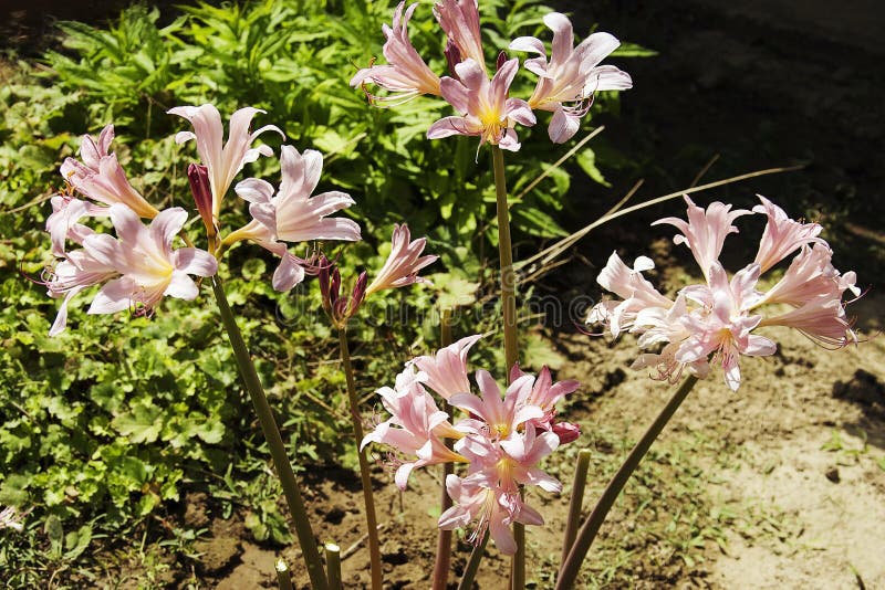 Summer flowers stock photo. Image of decoration, summer - 78428362