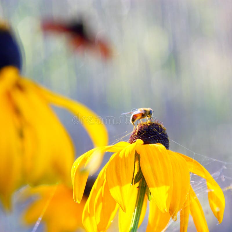 Summer flowers - Rudbeckia flower background royalty free stock image Summer flowers - Rudbeckia flower background royalty free stock image