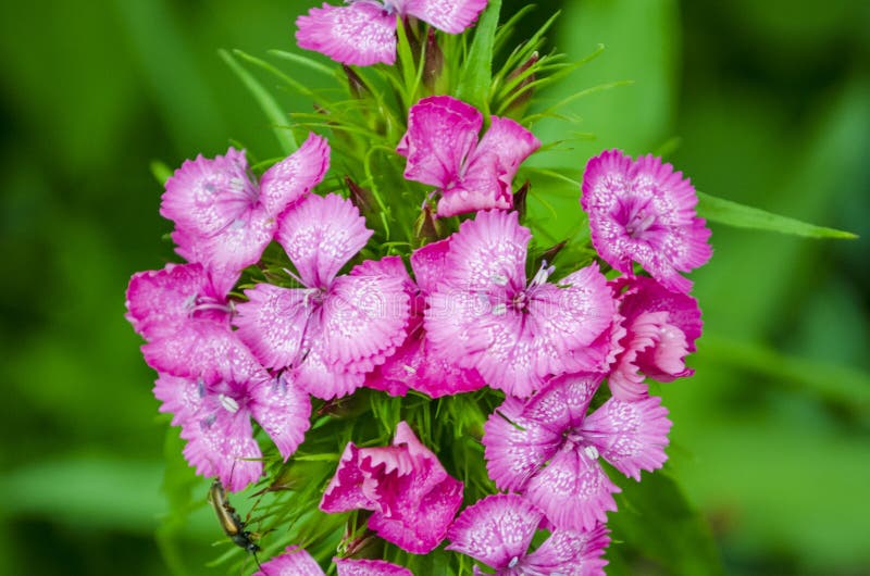 Summer Flowers in the Village Stock Image Image of floral, rural