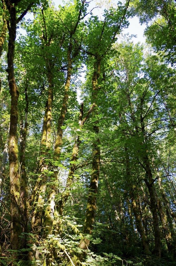 Summer Foliage , Eagle Creek, Columbia Gorge, Oregon. Forest foliage along hiking trail in Eagle Creek, Columbia River Gorge 4 days before fire in late August royalty free stock photography Summer Foliage , Eagle Creek, Columbia Gorge, Oregon. Forest foliage along hiking trail in Eagle Creek, Columbia River Gorge 4 days before fire in late August royalty free stock photography