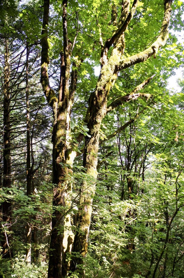 Summer Foliage , Eagle Creek, Columbia Gorge, Oregon. Forest foliage along hiking trail in Eagle Creek, Columbia River Gorge 4 days before fire in late August stock image Summer Foliage , Eagle Creek, Columbia Gorge, Oregon. Forest foliage along hiking trail in Eagle Creek, Columbia River Gorge 4 days before fire in late August stock image