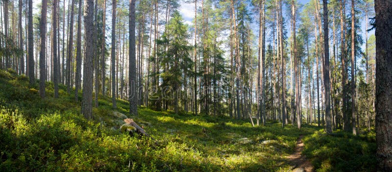 Summer forest