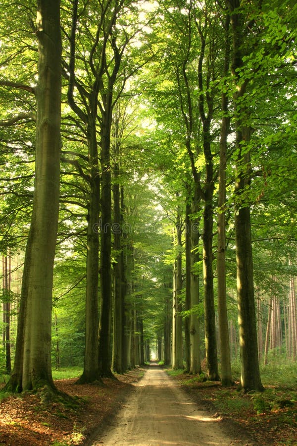 Bosque carreteras sobre el soleado verano.