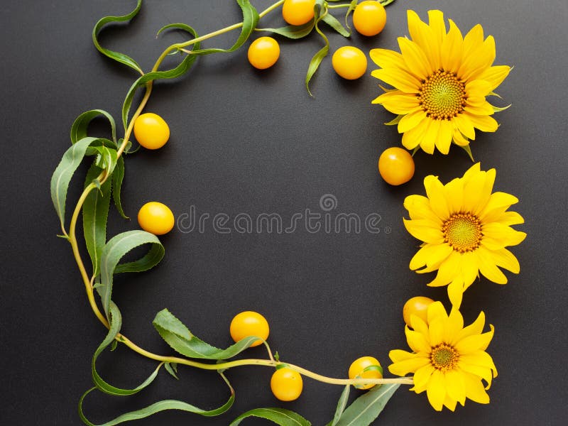 Summer frame flat lay, mockup of flowers of sunflower,  twigs of the salix matsudana tortuosa dark background copy space top view