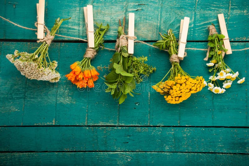 Summer fresh medicinal herbs on the wooden background.