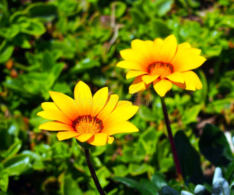 Summer and Fresh Yellow Flowers, Spain Stock Image Image of blooming