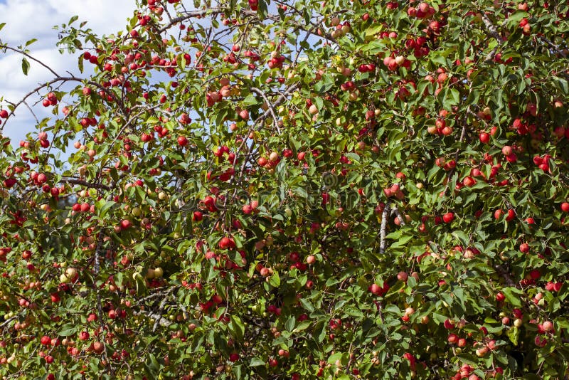 Summer Garden with Fruit Trees and Apple Harvest Stock Photo - Image of ...