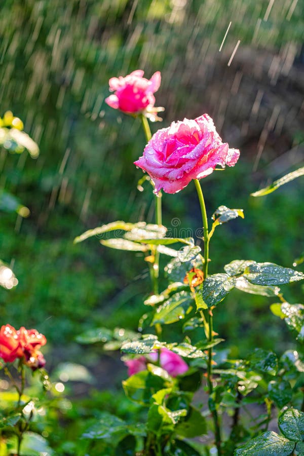 Summer garden irrigation stock image. Image of spray 273436653
