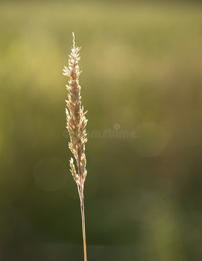 Summer Grass