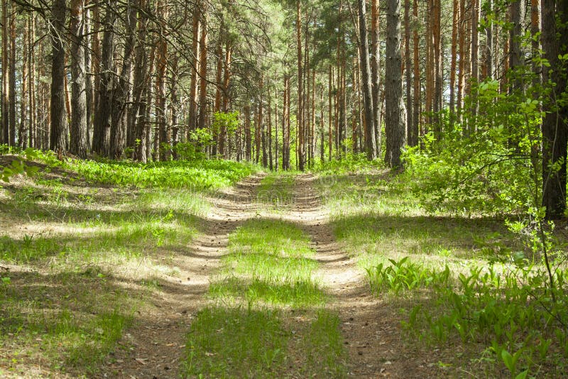 Summer green beautiful forest landscape with road. Beautiful green sunny day in woods