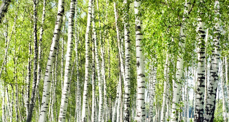 Summer green birch forest