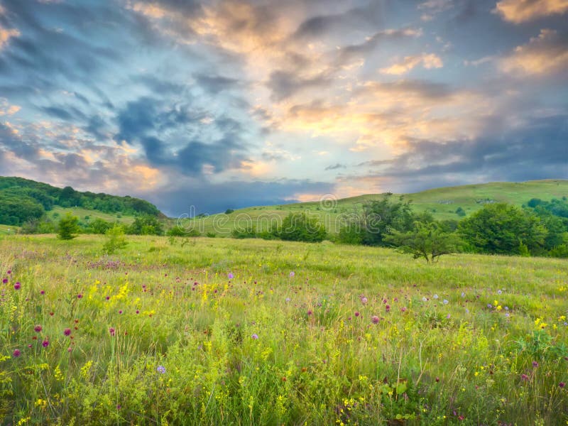 Summer green meadow