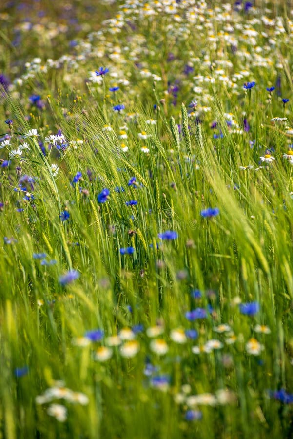 Summer Green Meadow With Random Flowers Blooming In Mid Summer Day