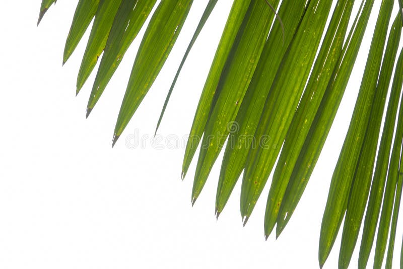 Summer green palm leaf closeup isolated on a white background