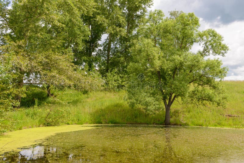 Summer Green Pond with Trees Stock Image Image of scenic, pond 95197503