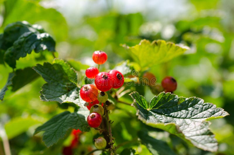 Summer Harvest, Red Currant Grows on a Bush in the Garden Stock Image