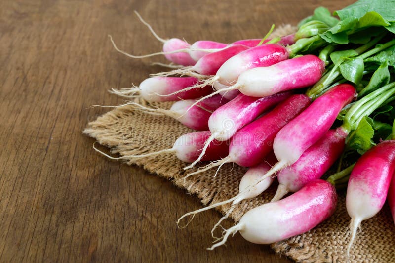 Summer harvested red radish. Growing organic vegetables. Large bunch of raw fresh juicy garden radish