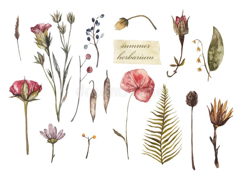 Summer herbarium. Dried flowers and plants, watercolor illustration