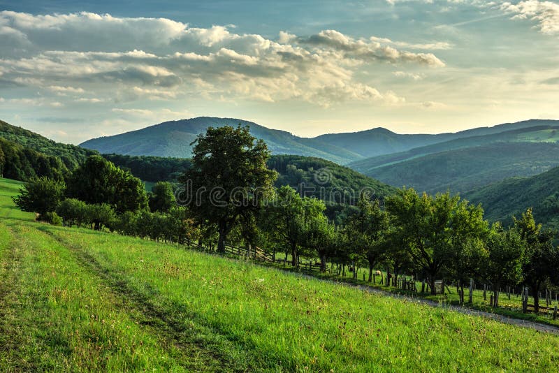 Summer hilly rural landscape with path in the meadow and forest