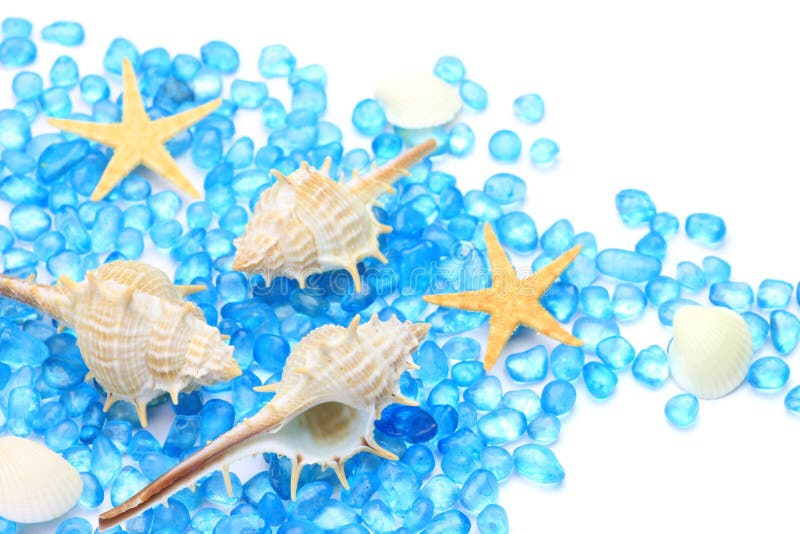 I expressed summer in a blue glass bead and shell. Bivalve shell stock images, royalty-free photos and pictures