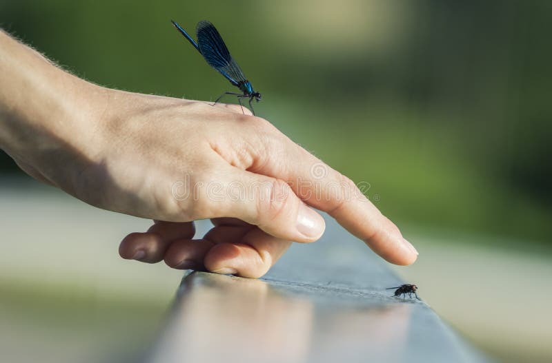 Libellula mano e domestico di coincidenza.