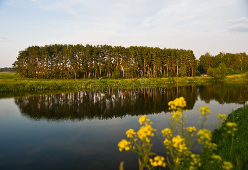 Summer lake and forest view.