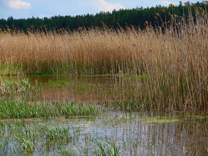 Summer Lake Shore In The Reeds Stock Photo Image Of Reeds Summer