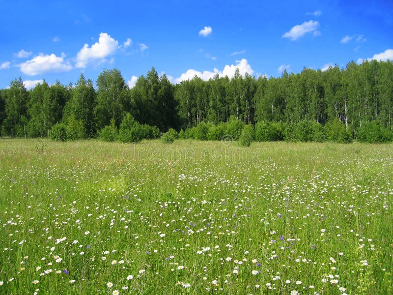 Summer landscape