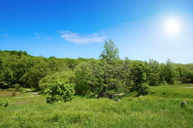 Summer landscape.