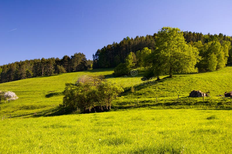 Summer Landscape