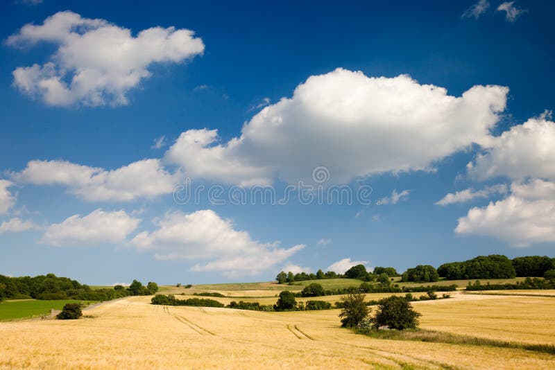 Summer landscape