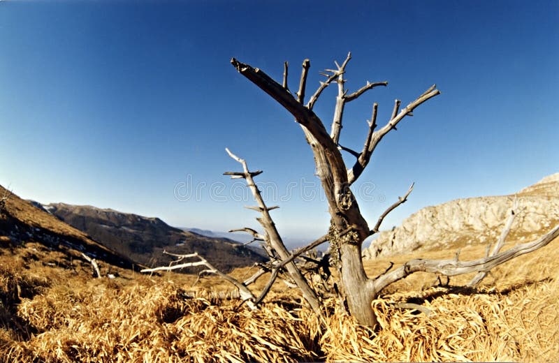 Summer landscape with alone tree