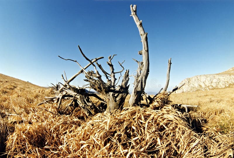 Summer landscape with alone tree