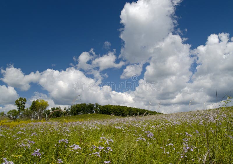 Summer Landscape With A Blossoming Meadow Stock Photo Image Of Meadow