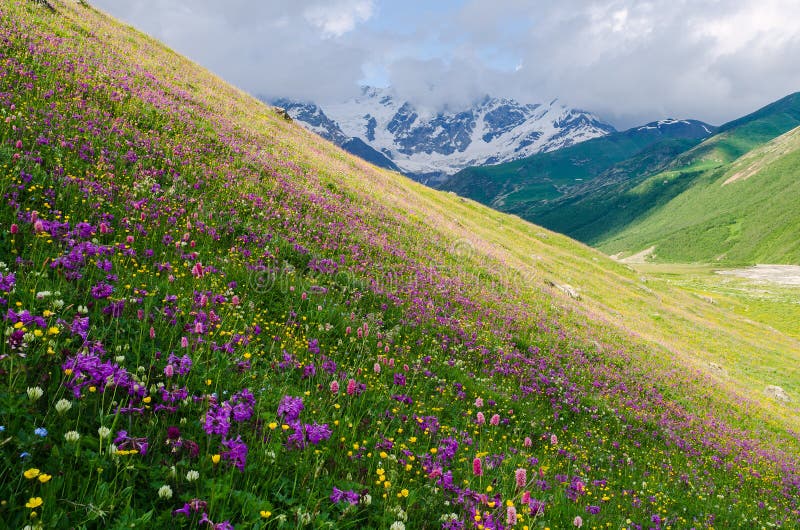 Summer Landscape with a Beautiful Sunrise and Mountain Flowers Stock ...