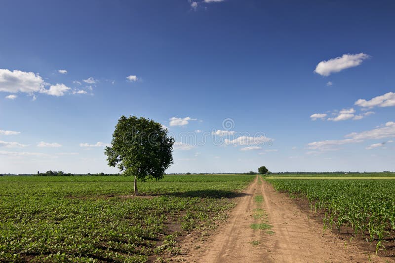 Summer landscape with country road and fields. Lonely tree.