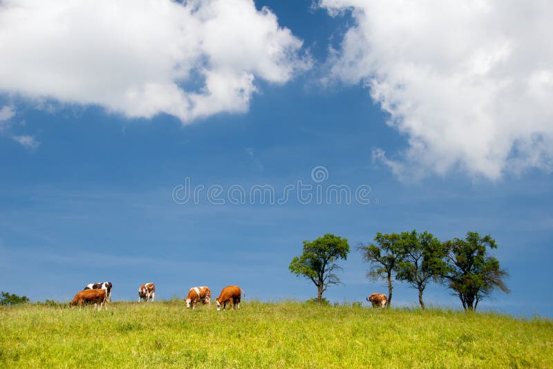 Summer landscape with cows