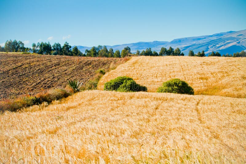 Summer Landscape with crops Field and Clouds