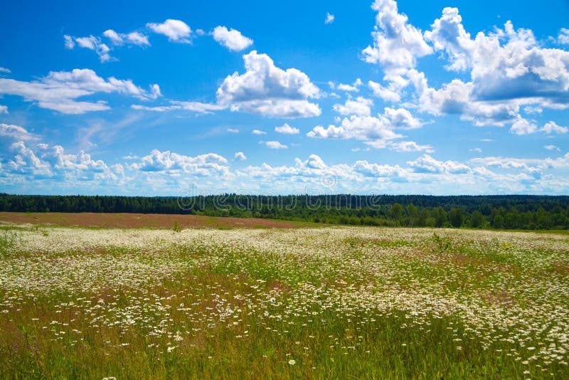 Summer landscape with a field, blue sky and white clouds royalty free stock photo Summer landscape with a field, blue sky and white clouds royalty free stock photo