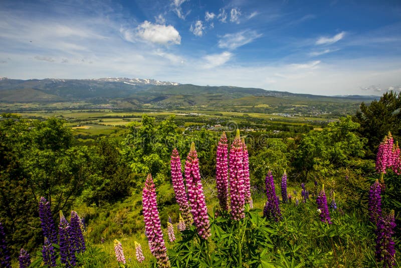 Summer Landscape and Flowers in Capcir Mountains, Pyrenees, Spain Stock